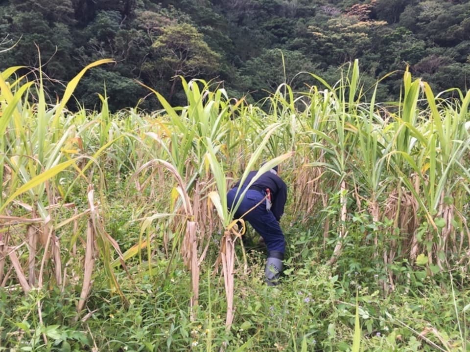 在来種さとうきびでつくる『純黒糖』