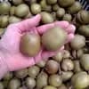 無農薬【紅芯キウイ(紅妃)】4Kg