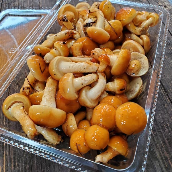原木栽培のナメコ（約500ｇ）