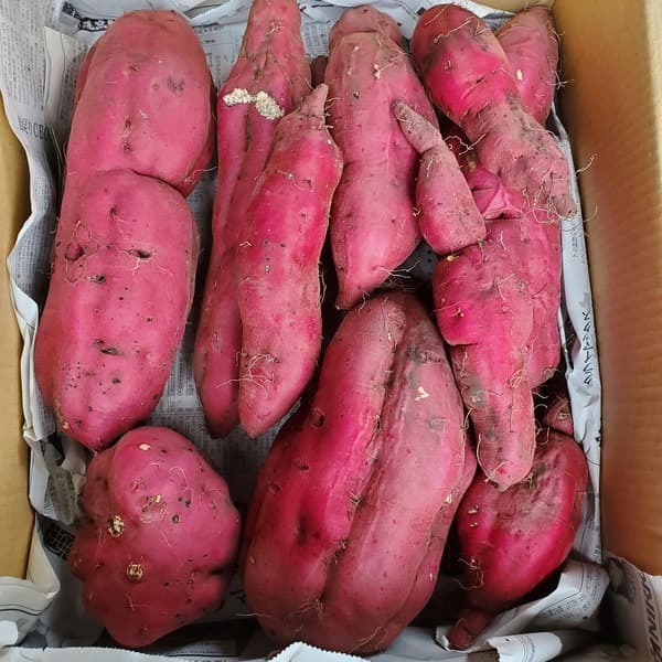 約4.5Kg
