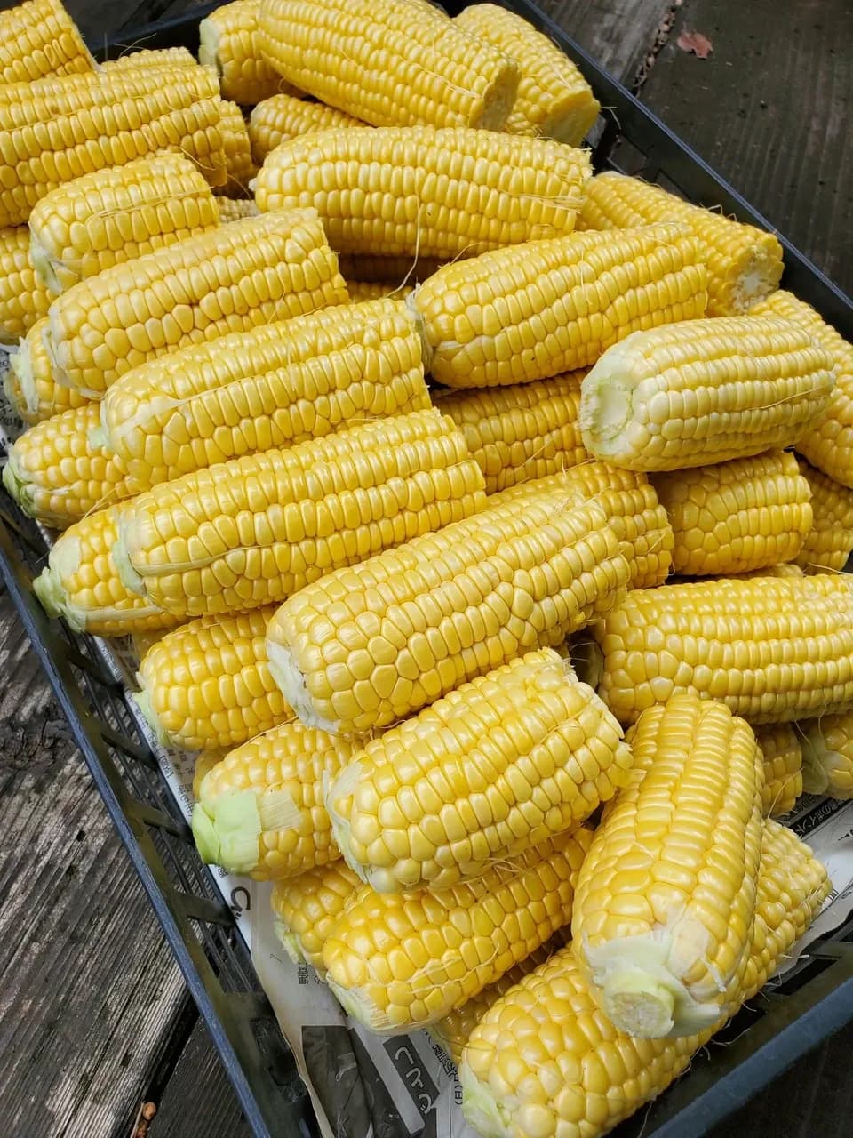《2025終了》無農薬 朝採り皮むきトウモロコシ（約4.5Kg）