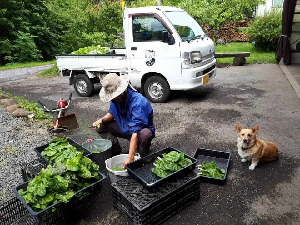 シードマイスターが作る無農薬季節の野菜セット 