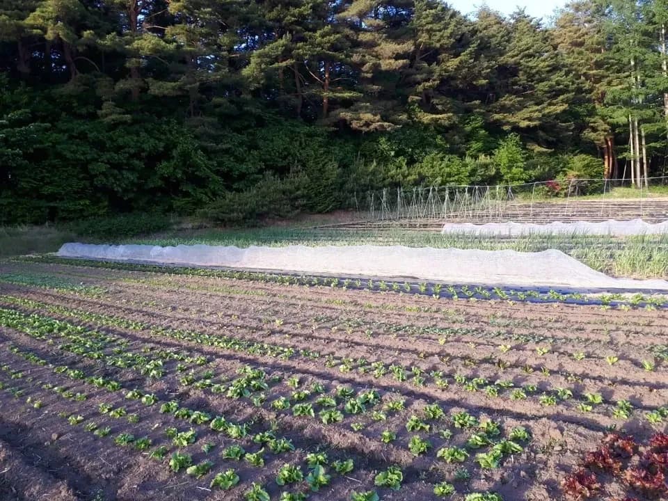 シードマイスターが作る無農薬季節の野菜セット 