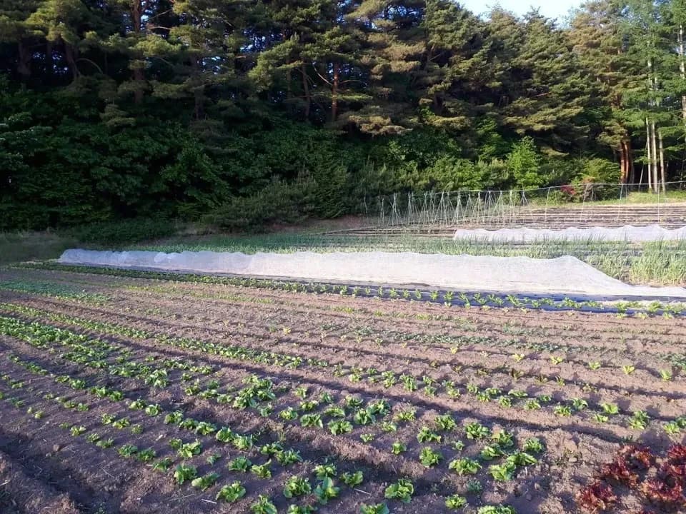 シードマイスターが作る無農薬季節の変わり野菜セット 