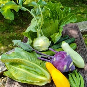 【種to菜園】シーズン初めの無農薬野菜セット 