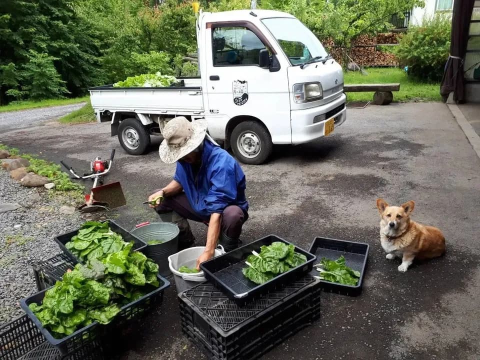 【定期購入】 シードマイスターが作る無農薬季節の野菜セット 