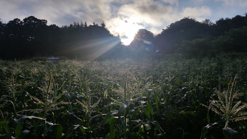 種to菜園メイン画像
