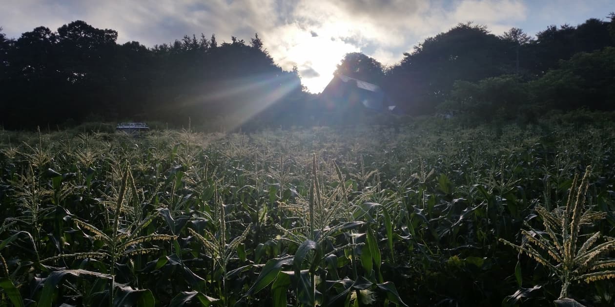 種to菜園ロゴ