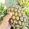 常温発送　2〜3玉入り（約3kg）