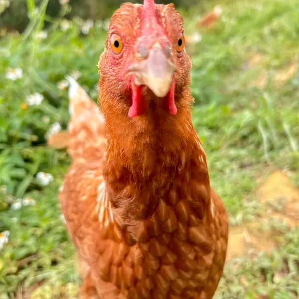 放牧卵/パイナップルのために育てた卵/自家製発酵飼料でヒヨコから育てました