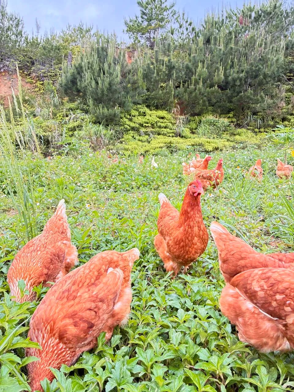 放牧卵/パイナップルのために育てた卵/自家製発酵飼料でヒヨコから育てました
