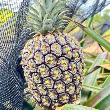 ゴールドバレルパイナップルの販売予約始まりました