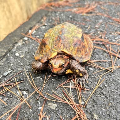 パイナップルをご注文頂きありがとうございます