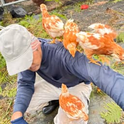 パイナップルのために育てた卵