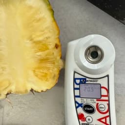 ハワイ種パイナップル🍍今年も20度超えてます