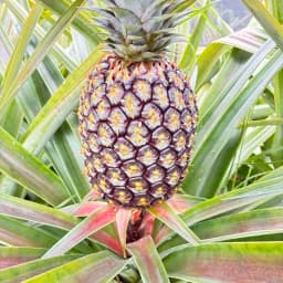 パイナップルのクチクラ層の話し🍍
