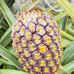 パイナップルのリピート購入、誠にありがとうございます🍍