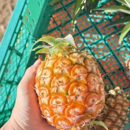 とても小さいサイズのハワイ種パイナップル🍍10キロ入りで販売します。