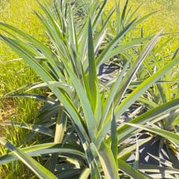 ハワイ種パイナップル🍍