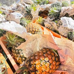 ゴールドバレルパイナップル🍍が収穫のピークを迎えております。