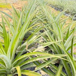 パイナップル🍍の追肥作業