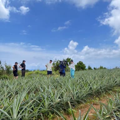 有機栽培ゴールドバレル🍍
