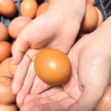 パイナップルのために育てた卵🐓