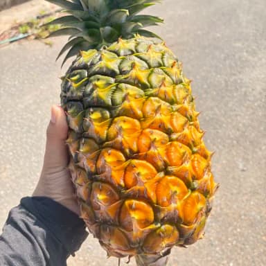 ハワイ種パイナップル🍍大変お待たせしております！