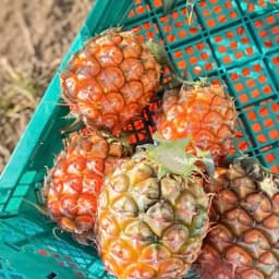 小さいもの、傷ものパイナップル！少しだけ販売します🍍