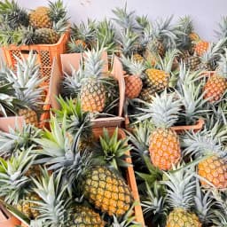 ハワイ種パイナップルの収穫ピーク🍍