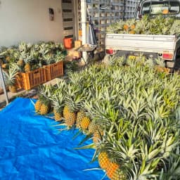 パイナップルが1番美味しい時期🍍
