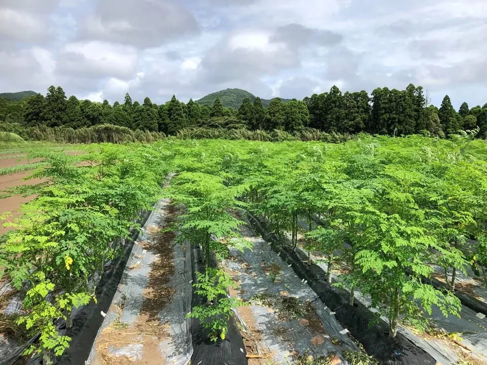 無農薬・無化学肥料栽培＜モリンガパウダー＞知覧茶製法・無添加・朝摘み