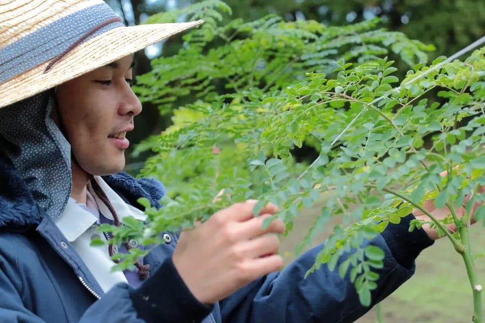 無農薬・無化学肥料栽培＜モリンガパウダー＞知覧茶製法・無添加・朝摘み