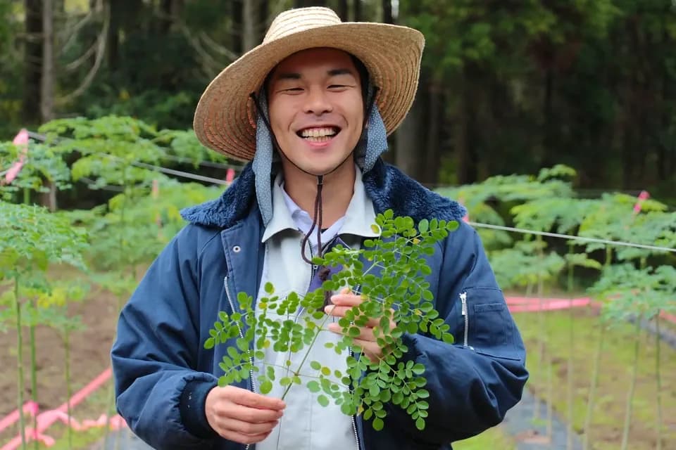 無農薬・無化学肥料栽培＜モリンガパウダー＞知覧茶製法・無添加・朝摘み