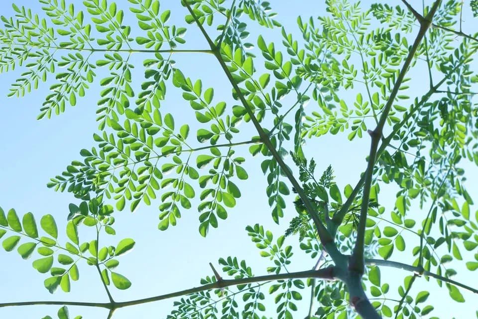 無農薬・無化学肥料栽培＜モリンガパウダー＞知覧茶製法・無添加・朝摘み