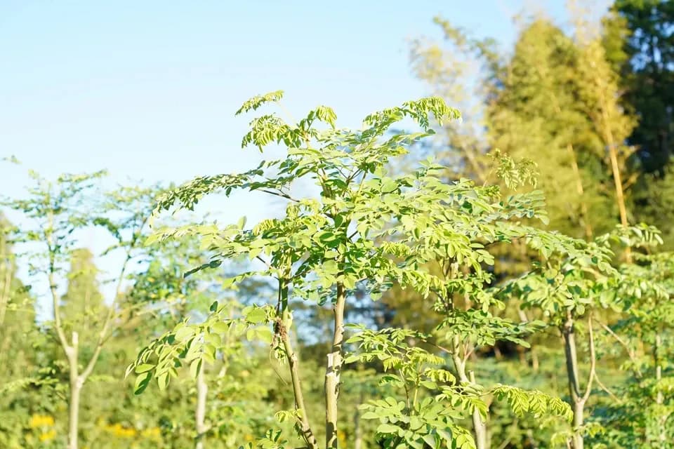 無農薬・無化学肥料栽培＜モリンガパウダー＞知覧茶製法・無添加・朝摘み