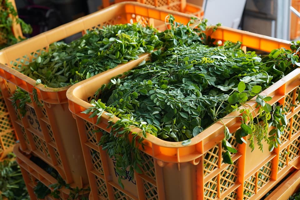 無農薬・無化学肥料栽培＜毎日のモリンガ緑茶＞知覧茶製法・無添加・朝摘み