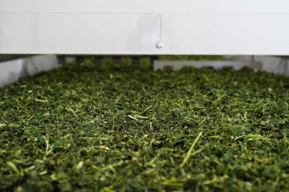 無農薬・無化学肥料栽培＜毎日のモリンガ緑茶＞知覧茶製法・無添加・朝摘み