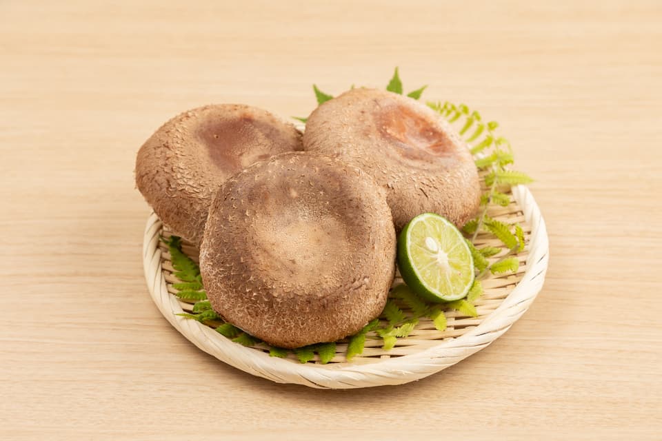 徳島県産希少種の肉厚椎茸＜天恵菇＞農薬化学肥料不使用・ギフトやお裾分けにも◎