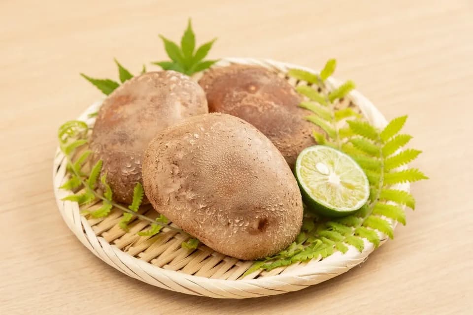 徳島県産希少品種　三ツ星しいたけ恵