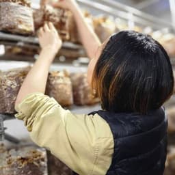 🌸春休み限定！天恵菇の「子しいたけ」応援価格でご提供🌸