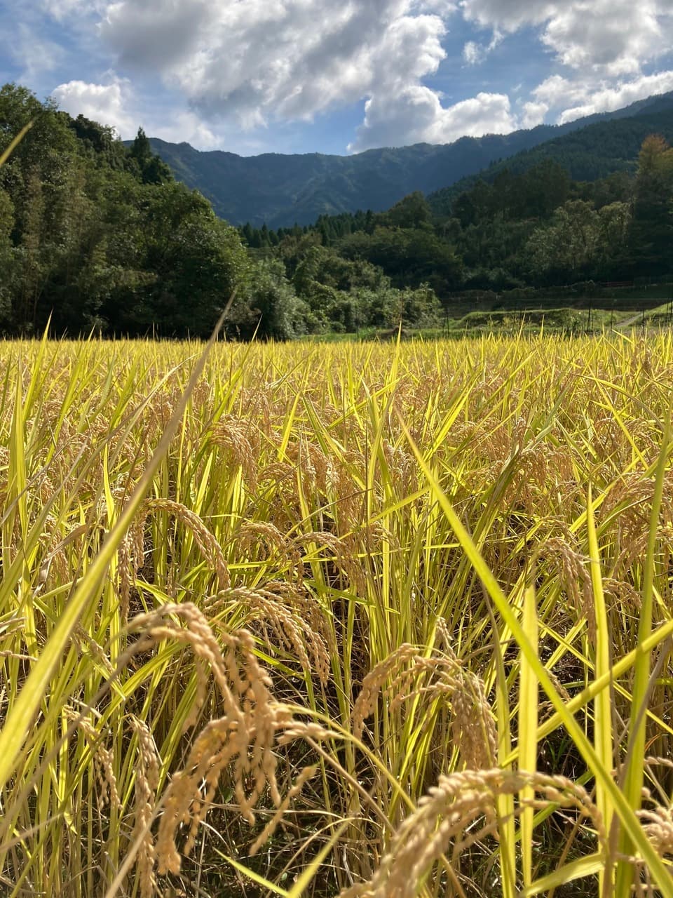 【にこまる】ごはんだけでご馳走になる！令和7年度産 農薬・放射能・カドミウム不検出証明有り ※紙袋梱包 