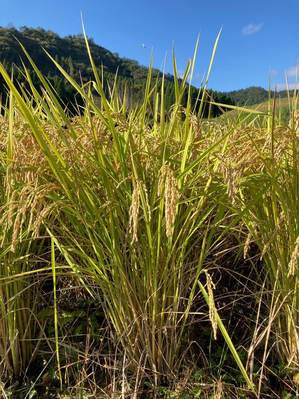 【にこまる】ごはんだけでご馳走になる！令和7年度産 農薬・放射能・カドミウム不検出証明有り ※紙袋梱包 