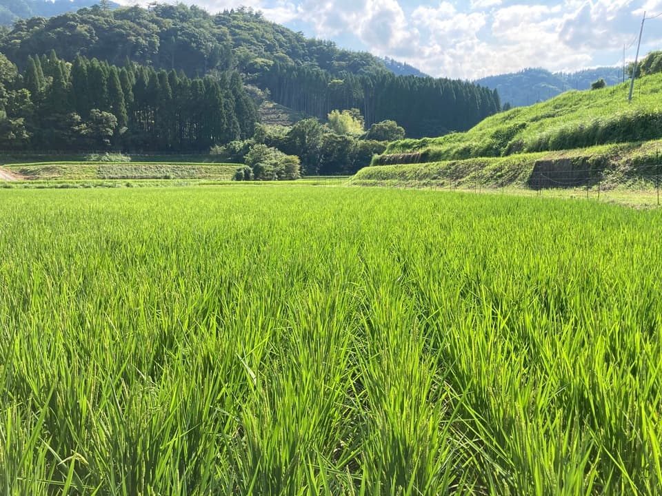 【にこまる】ごはんだけでご馳走になる！令和7年度産 農薬・放射能・カドミウム不検出証明有り ※紙袋梱包 