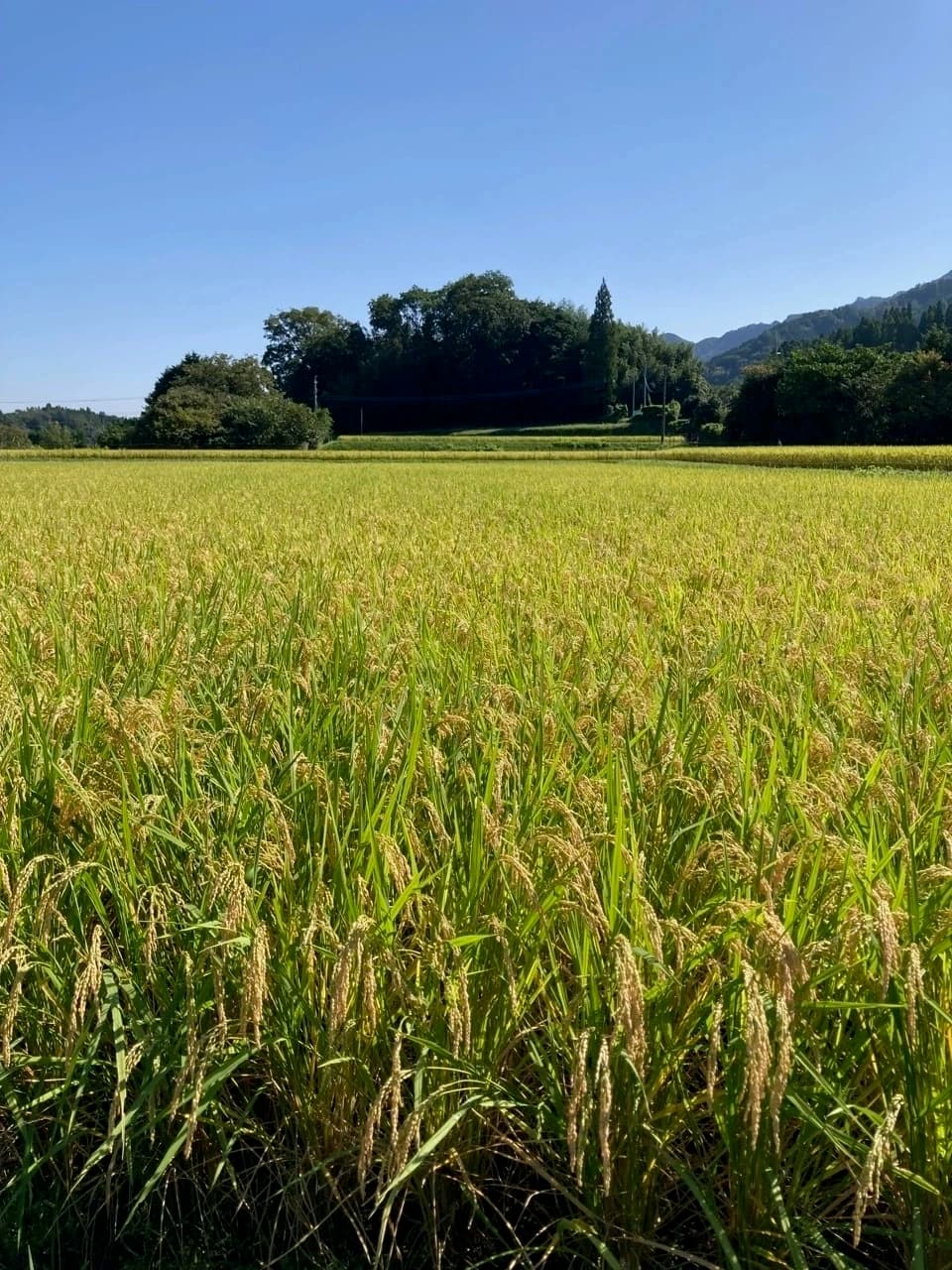 【あけぼの】あっさり軽やか！！令和7年度産 農薬・放射能・カドミウム不検出証明有り ※紙袋梱包 