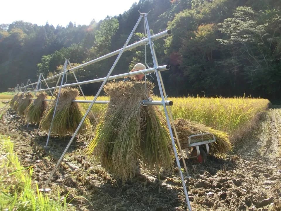 天日干し自然栽培米＜令和7年産旭一号＞兵庫県豊岡市産・稲架かけ・大粒でしっかり食べ応えある穀物本来の自然な甘み