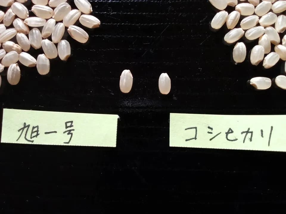 天日干し自然栽培米＜令和7年産旭一号＞兵庫県豊岡市産・稲架かけ・大粒でしっかり食べ応えある穀物本来の自然な甘み