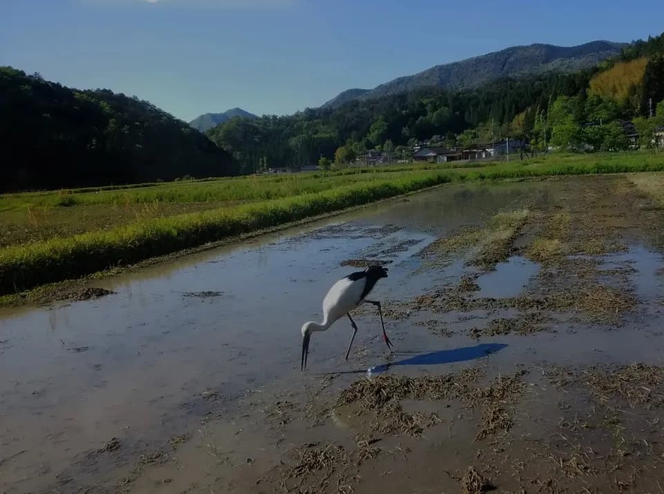 天日干し自然栽培米＜令和7年産旭一号＞兵庫県豊岡市産・稲架かけ・大粒でしっかり食べ応えある穀物本来の自然な甘み
