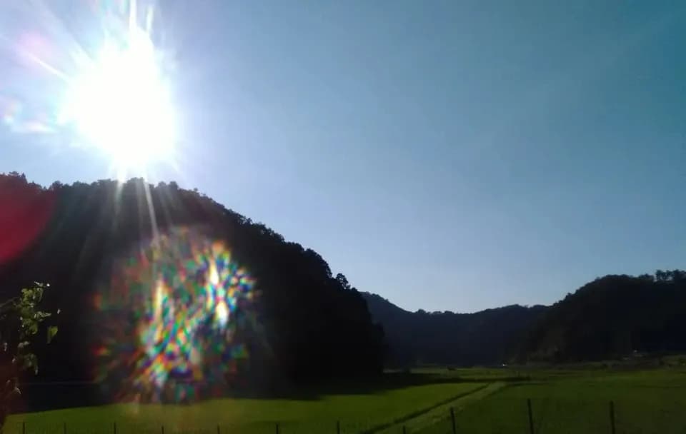 天日干し自然栽培米＜令和7年産旭一号＞兵庫県豊岡市産・稲架かけ・大粒でしっかり食べ応えある穀物本来の自然な甘み
