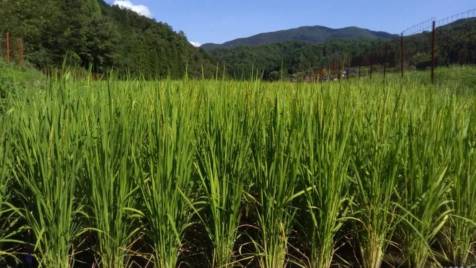 天日干し自然栽培米＜令和7年産旭一号＞兵庫県豊岡市産・稲架かけ・大粒でしっかり食べ応えある穀物本来の自然な甘み